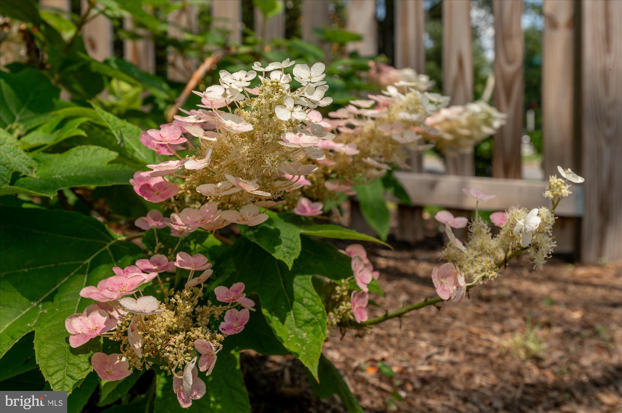 ROSEMONT - Residential