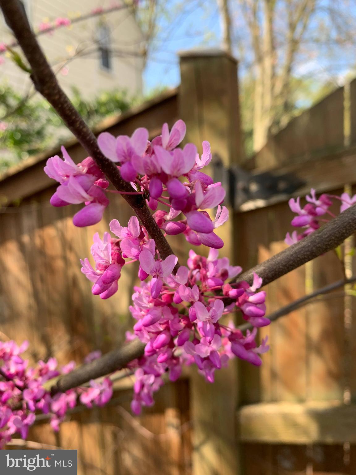 TIMOTHY PARK - Residential