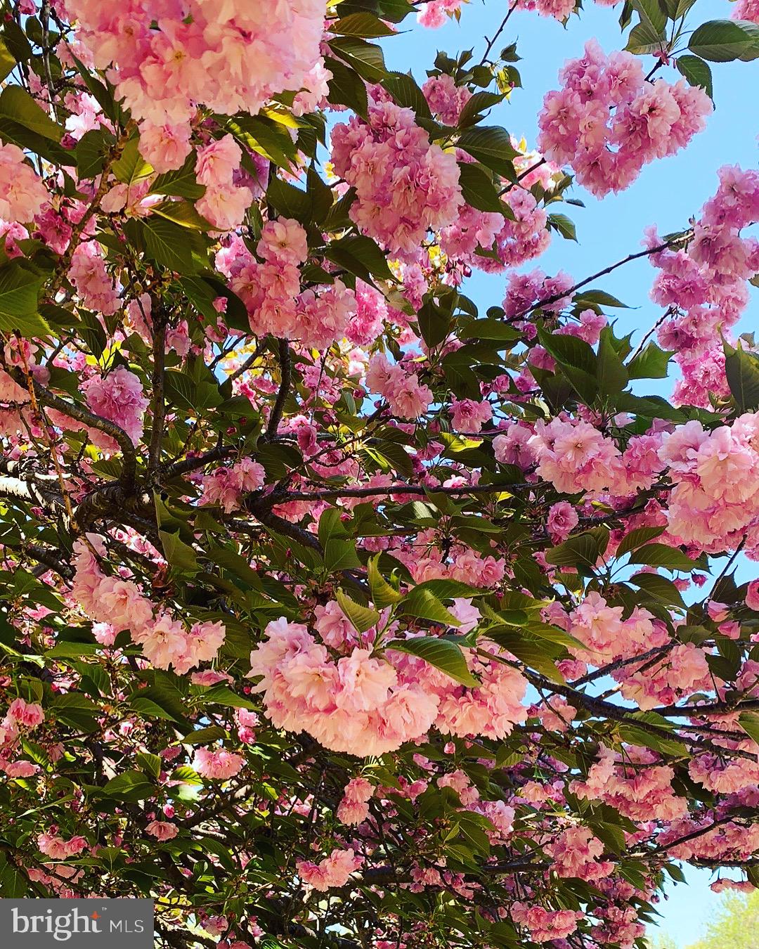 TIMOTHY PARK - Residential