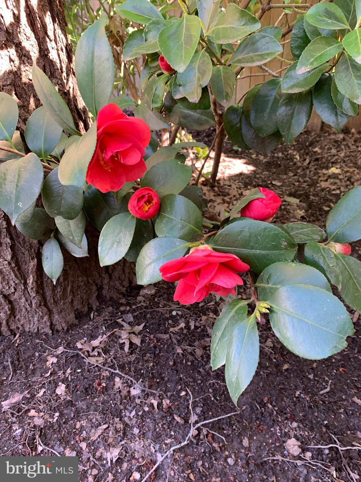 TIMOTHY PARK - Residential