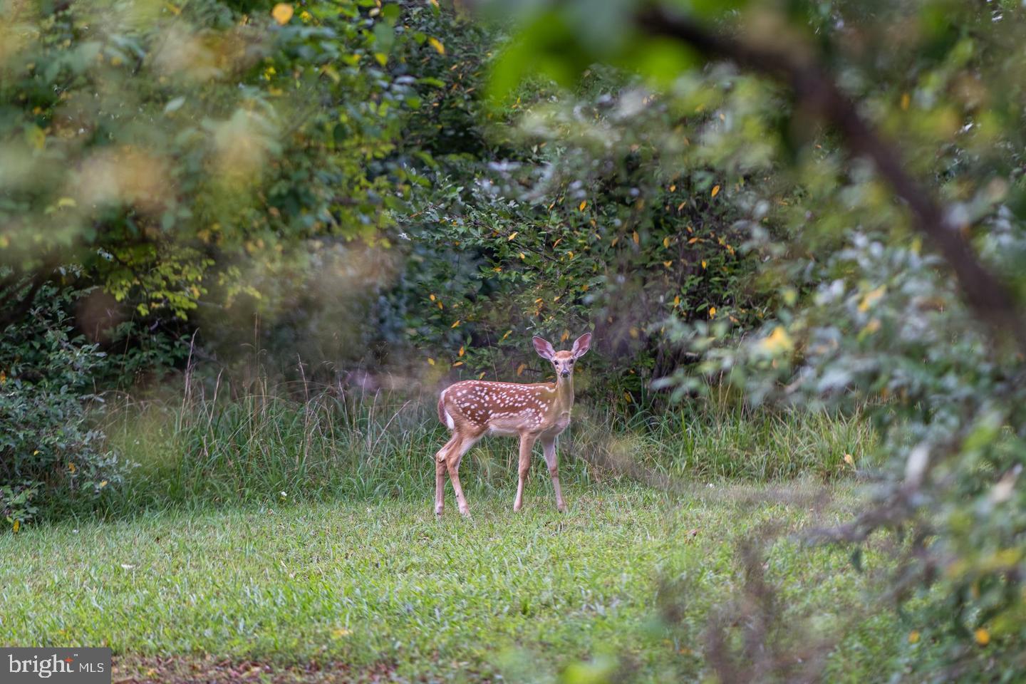 CACAPON RIVER MEADOWS - Residential