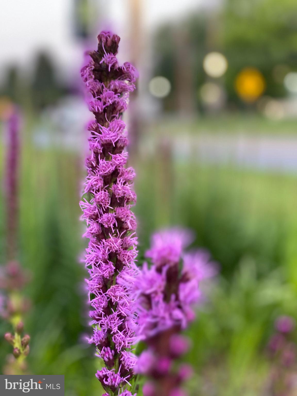 FALLSTONE - Residential