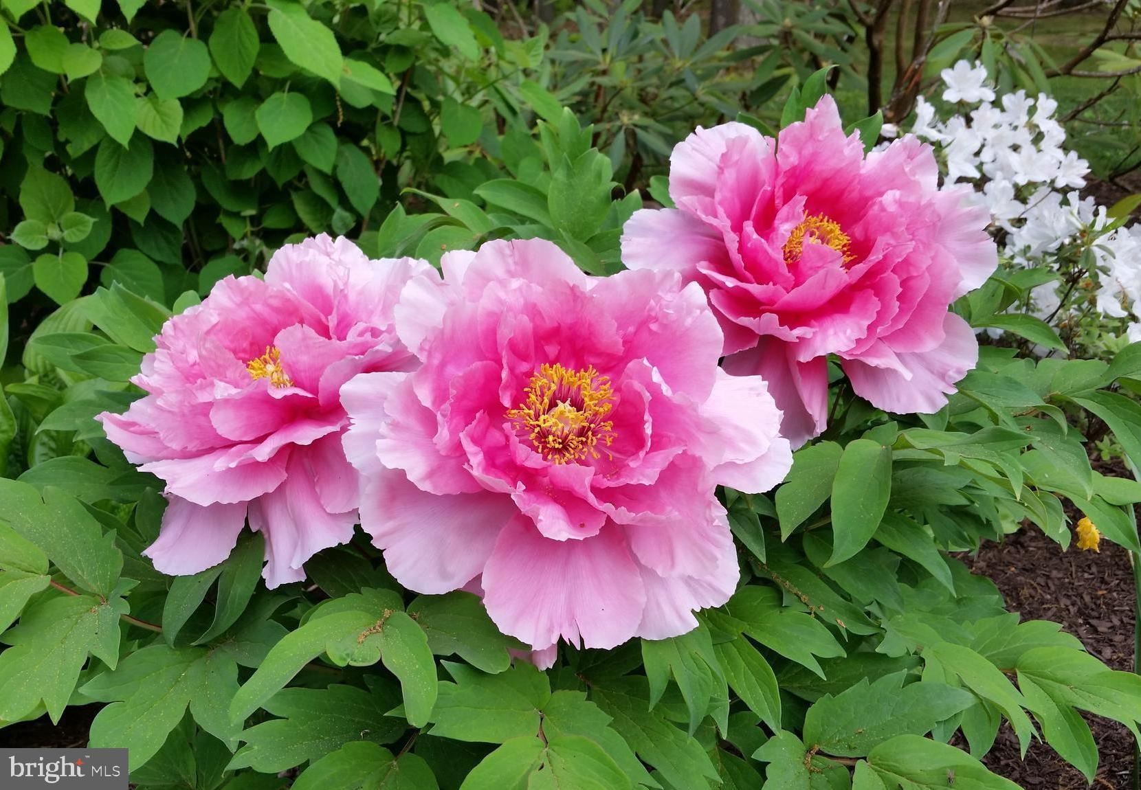 RUXTON RIDGE - Residential