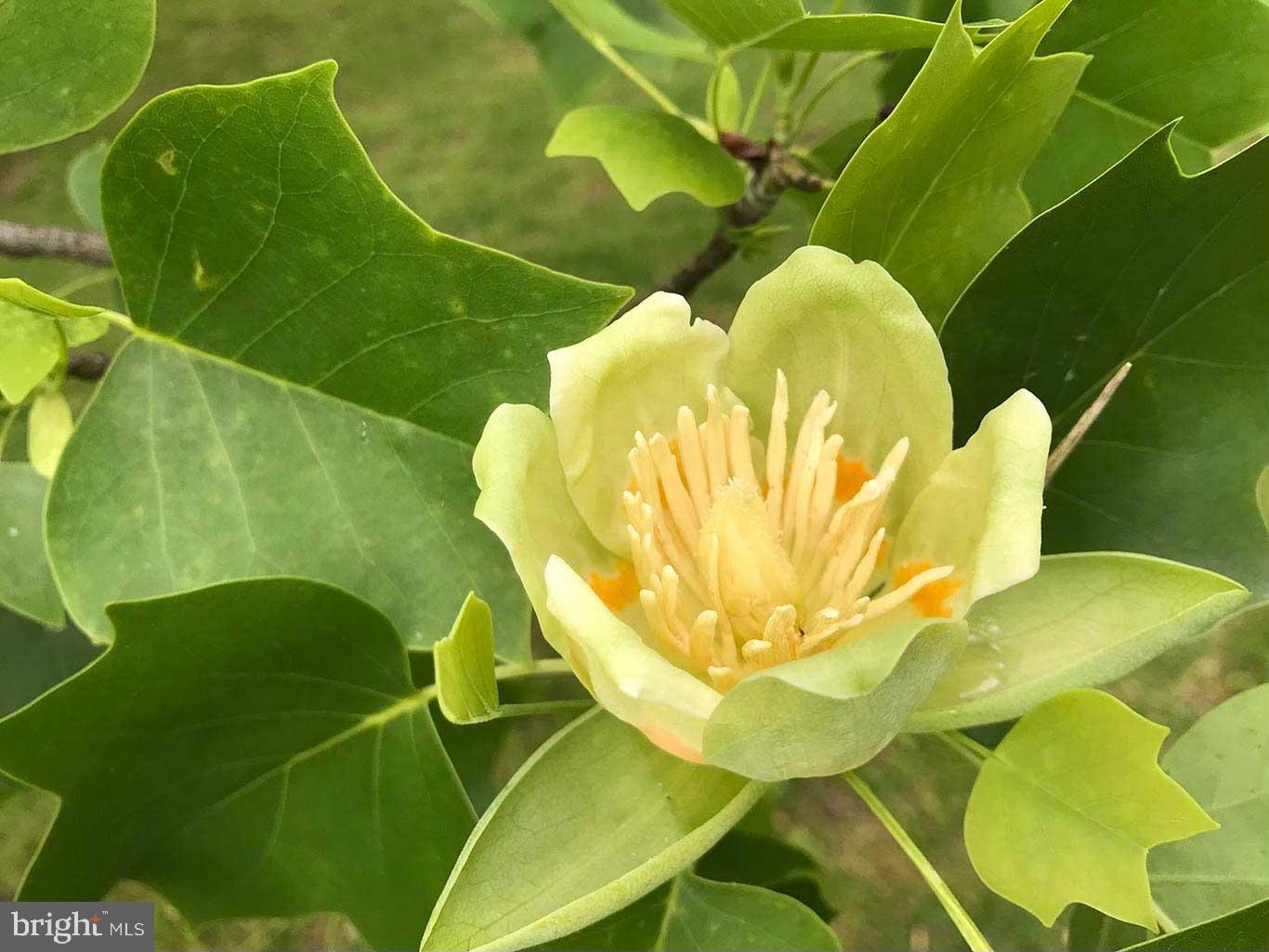 HUNT VALLEY - Residential