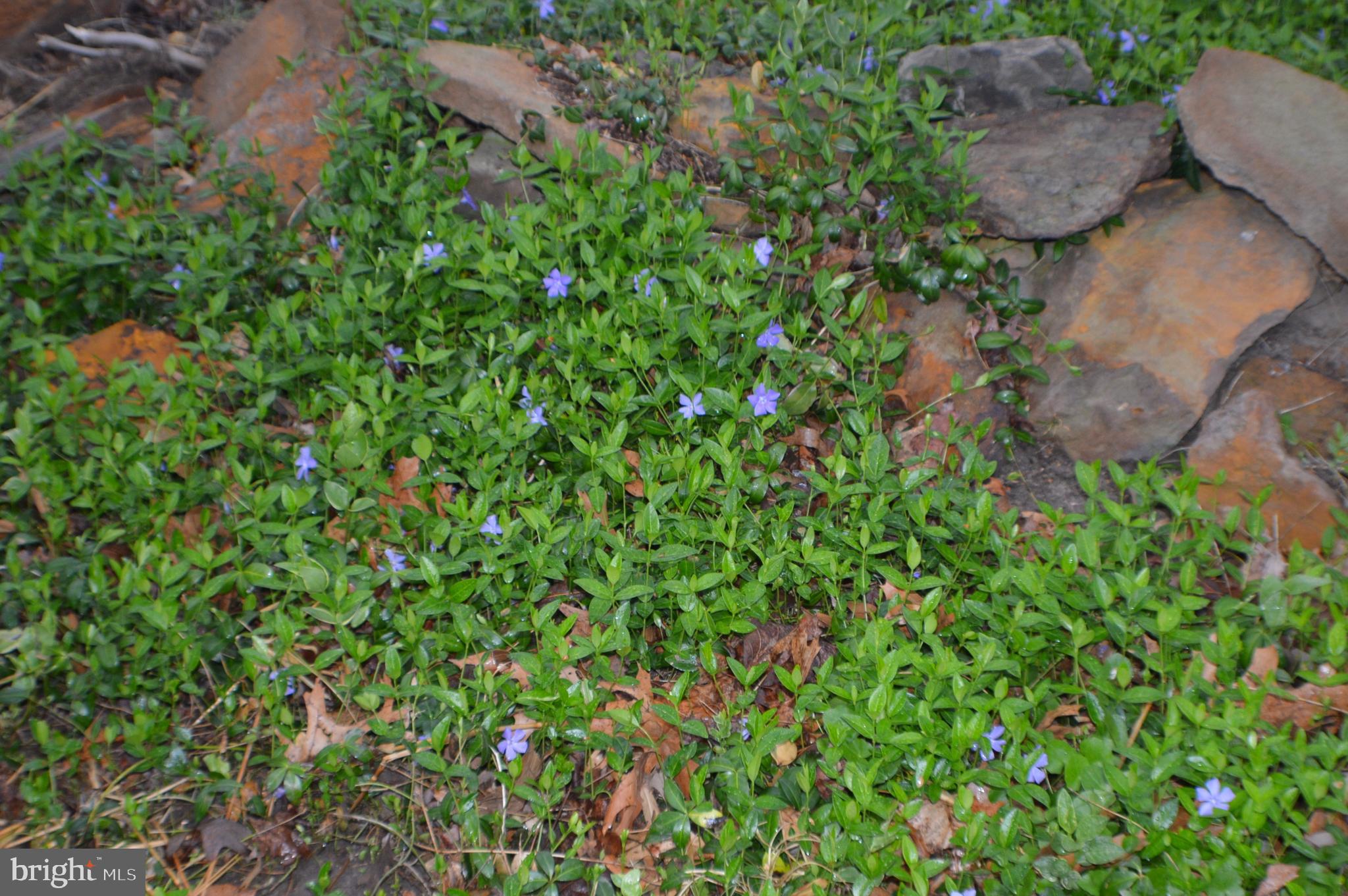 SELBY GROVE - Residential
