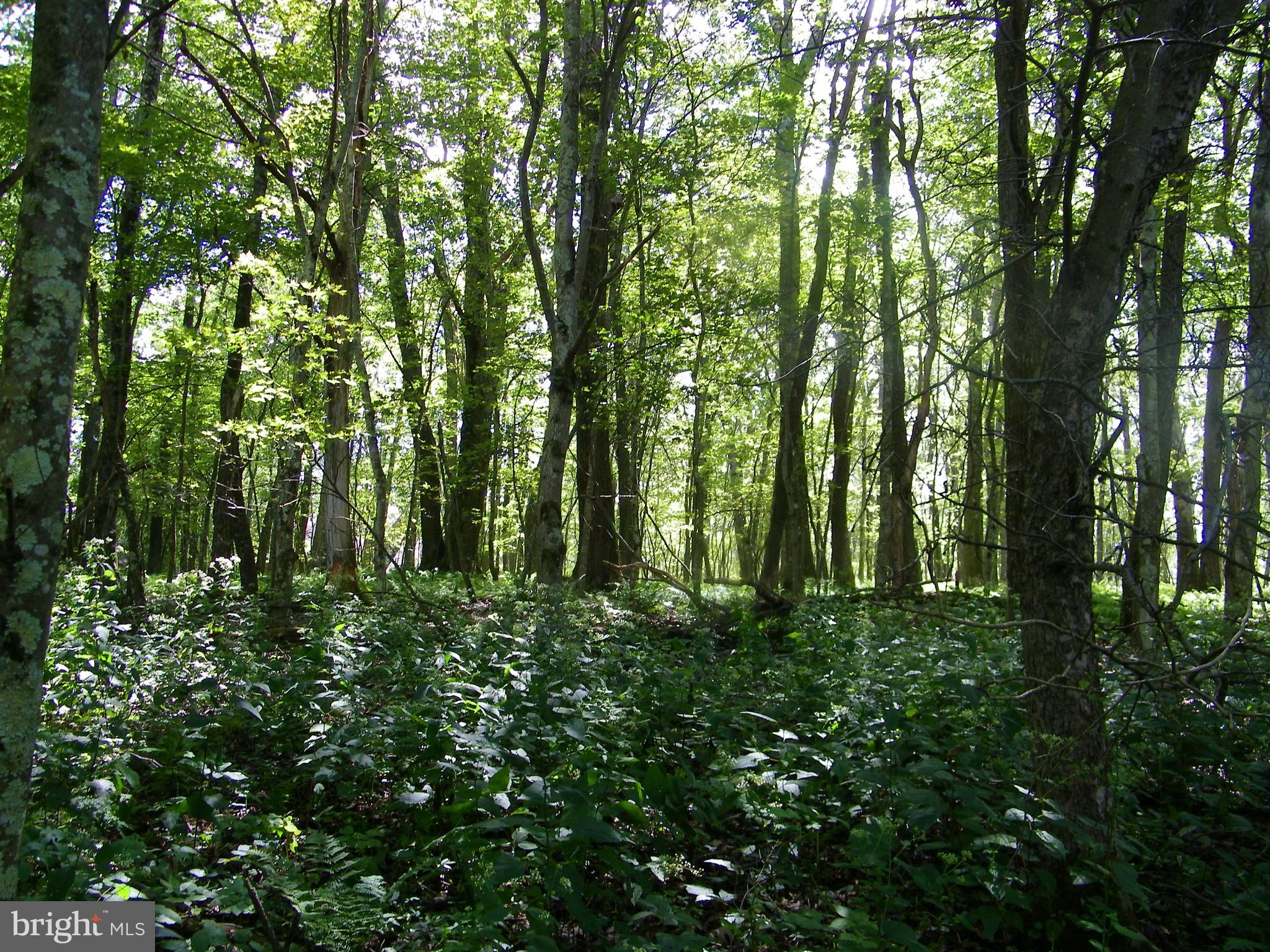 GEORGE BRUNSON - Land