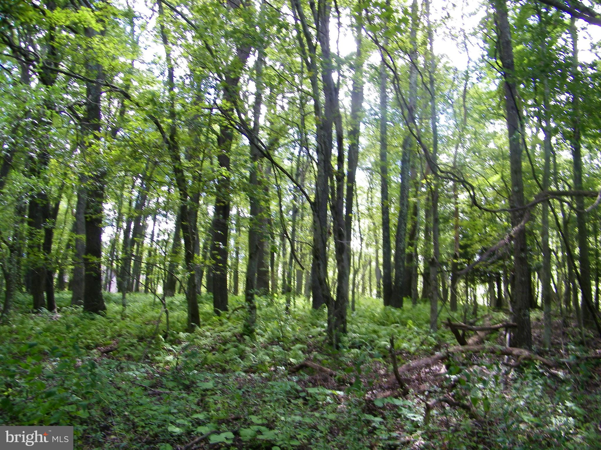 GEORGE BRUNSON - Land