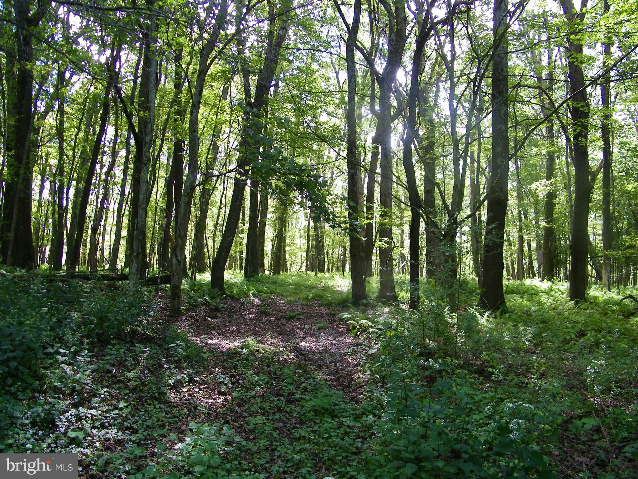 GEORGE BRUNSON - Land