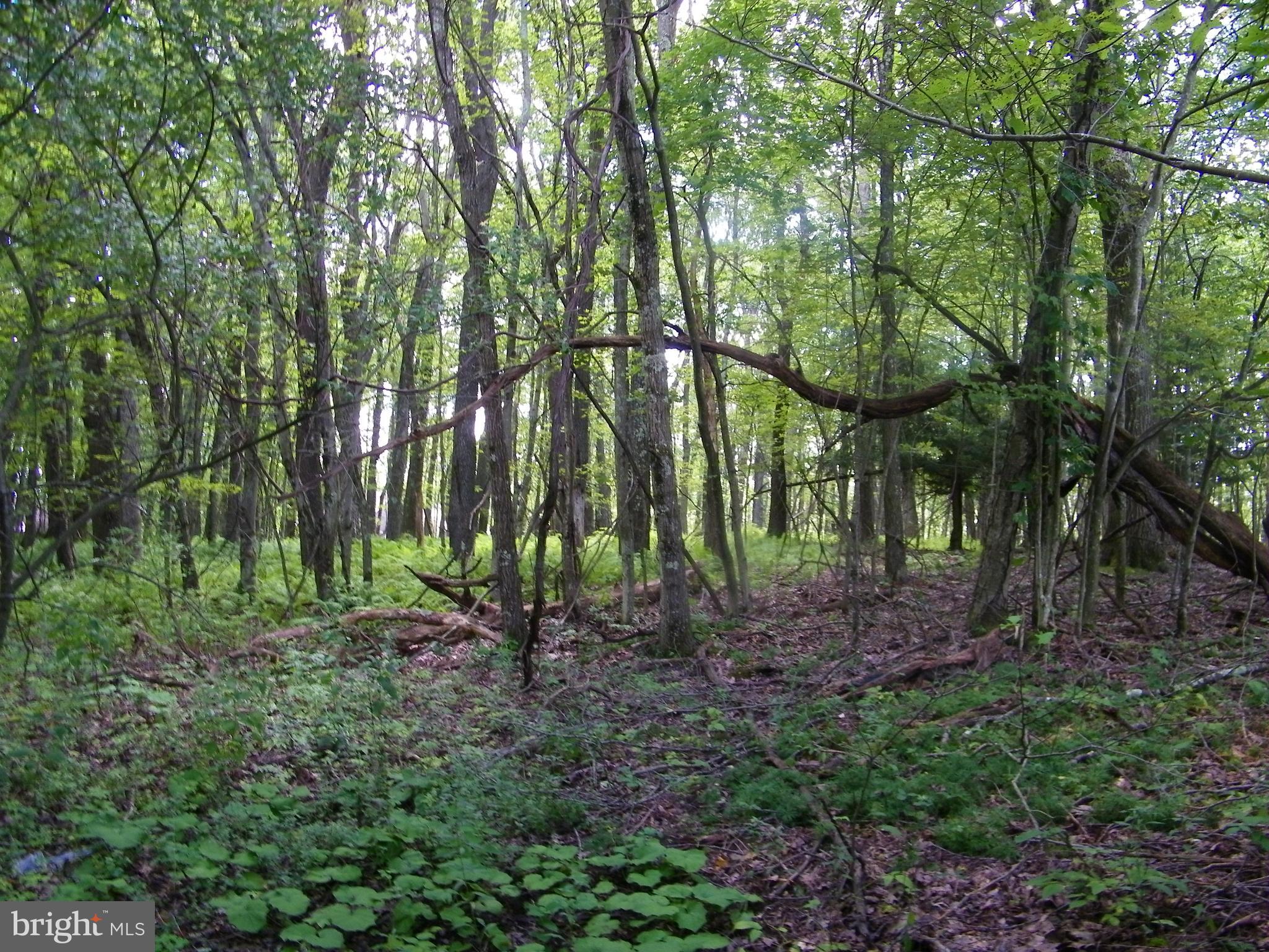 GEORGE BRUNSON - Land