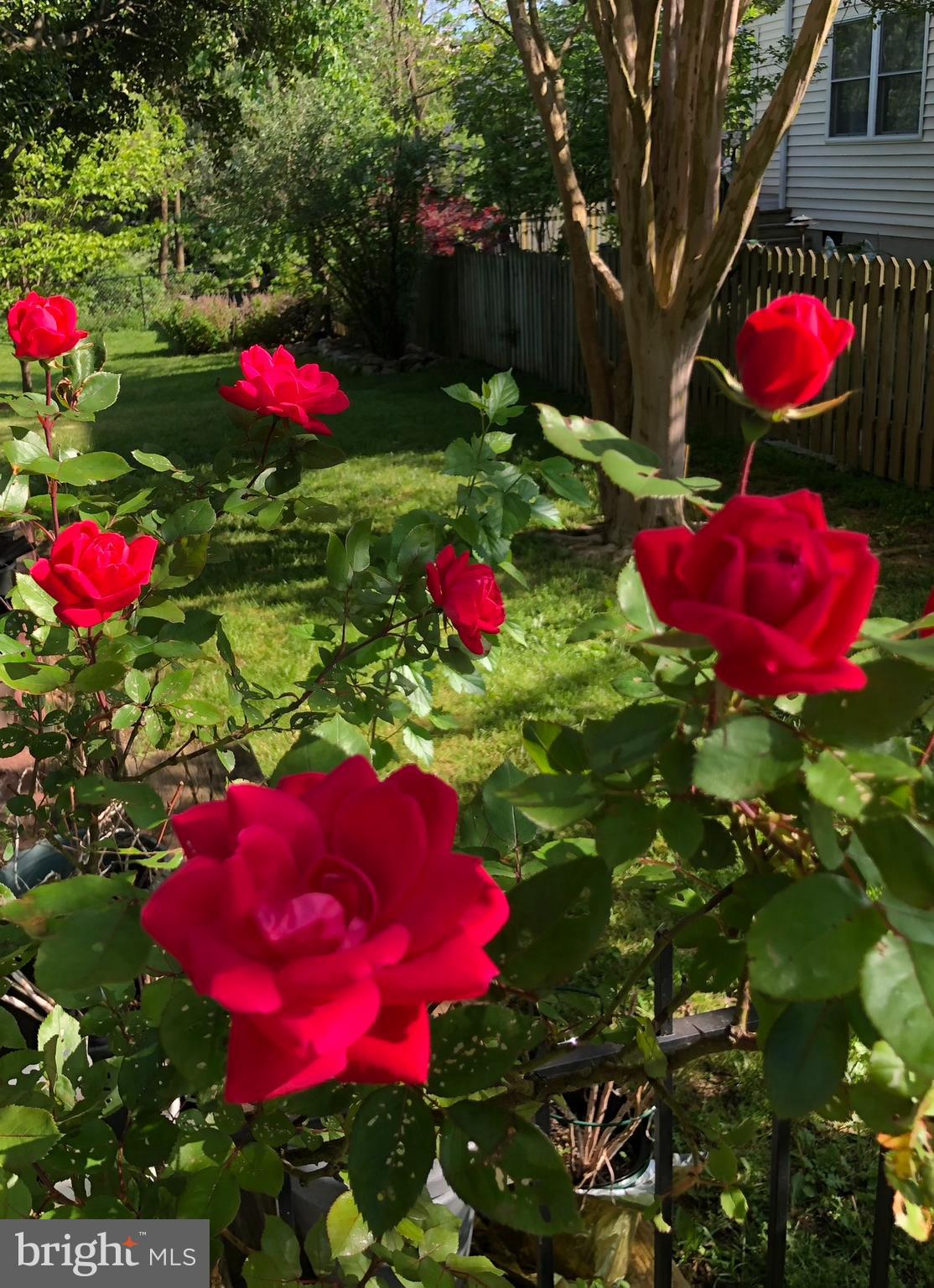 GLENVIEW - Residential