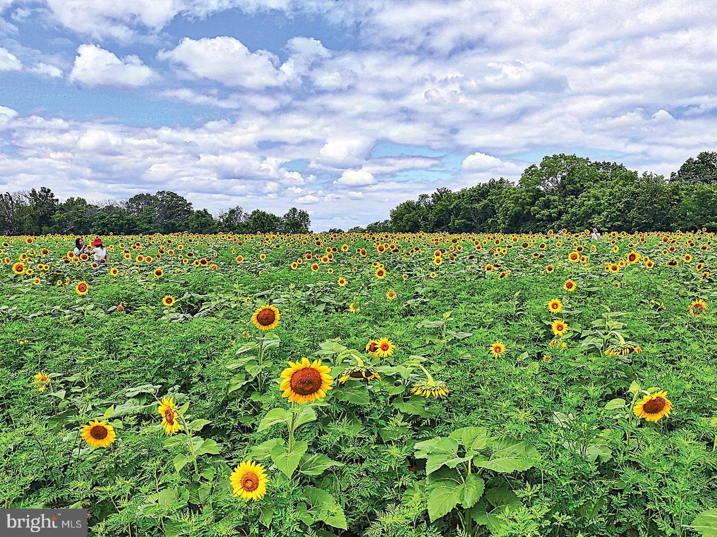 WESMOND - Residential