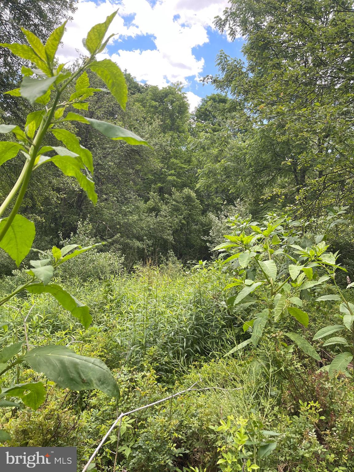 WES MOUNTAIN TRAIL