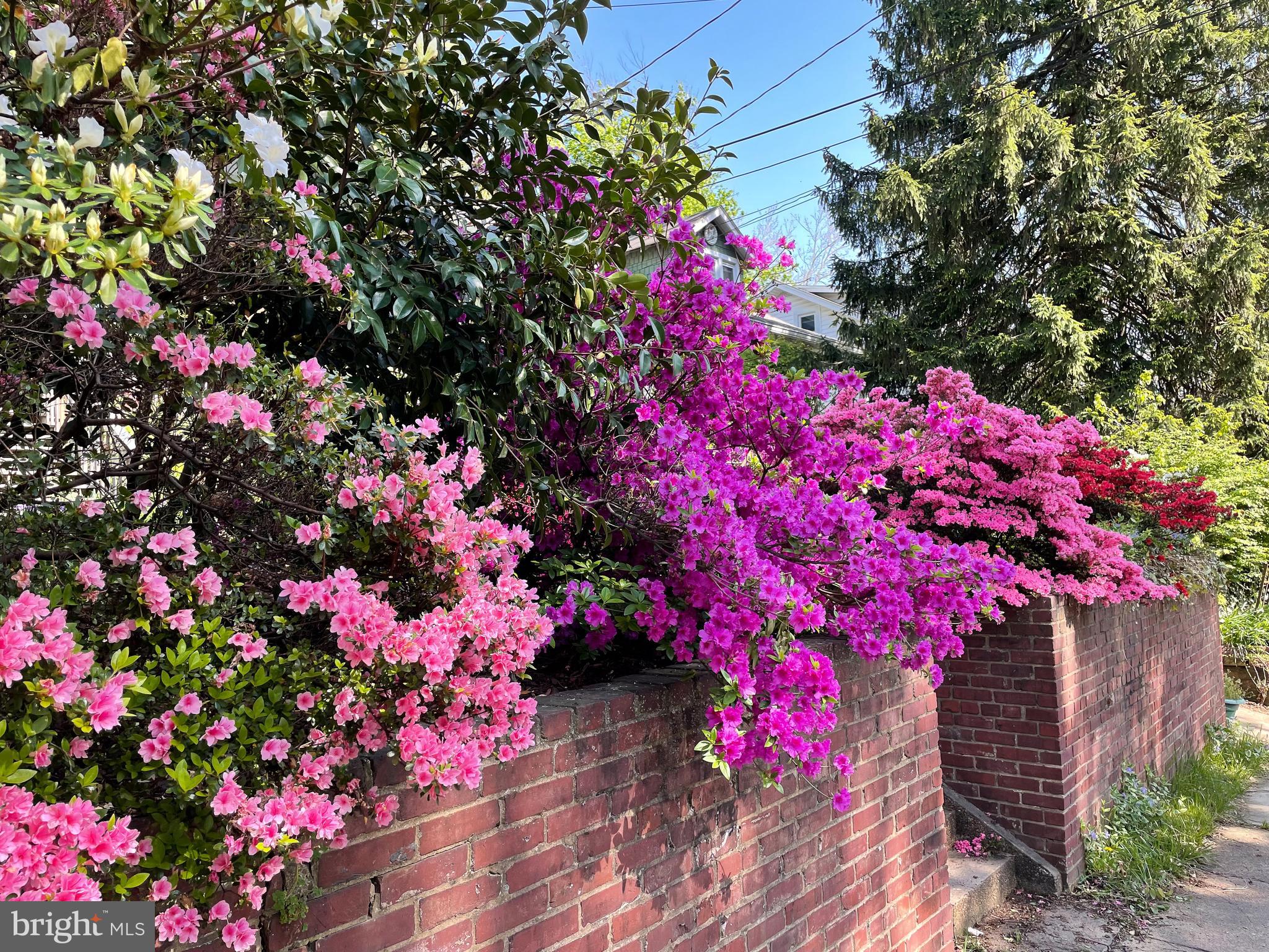 MOUNT RAINIER - Residential