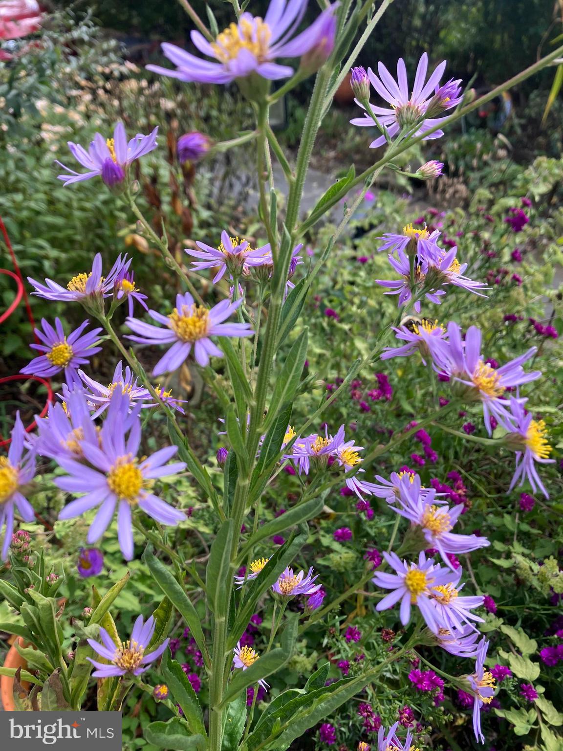 CHESNEY DOWNS - Residential