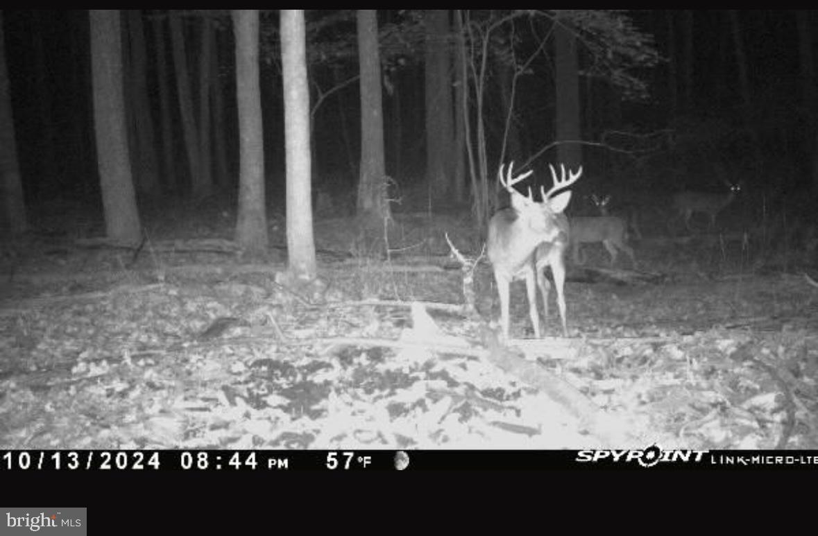 ACRES OF WHITETAIL - Residential