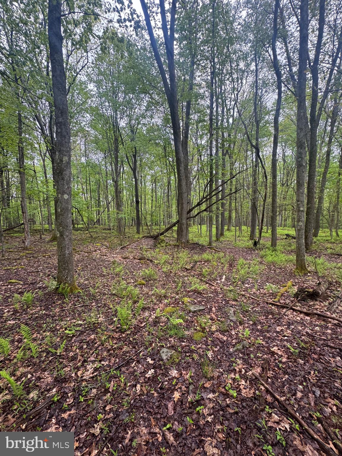 ACRES OF WHITETAIL - Residential