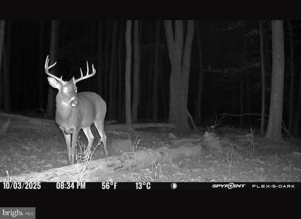 ACRES OF WHITETAIL - Residential