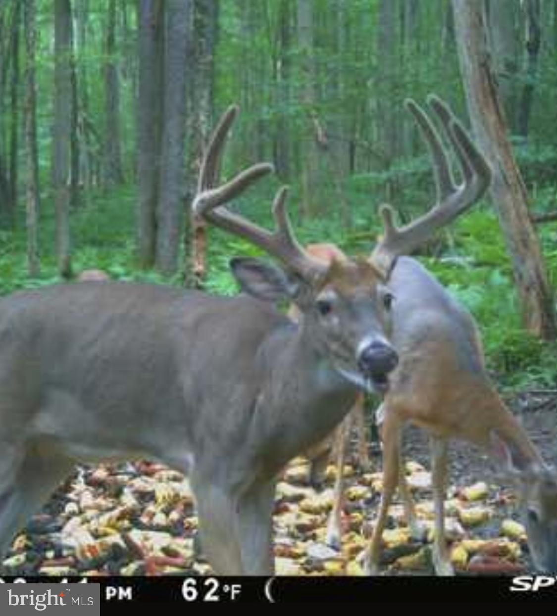 ACRES OF WHITETAIL - Residential