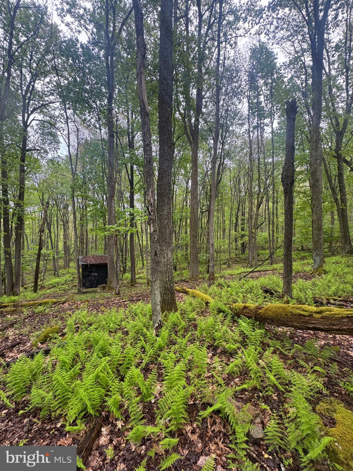 ACRES OF WHITETAIL - Residential