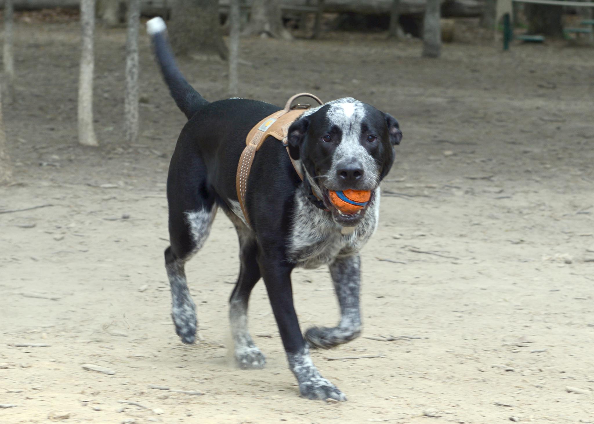 THE BROWNSTONES AT BRAMBLETON - Residential