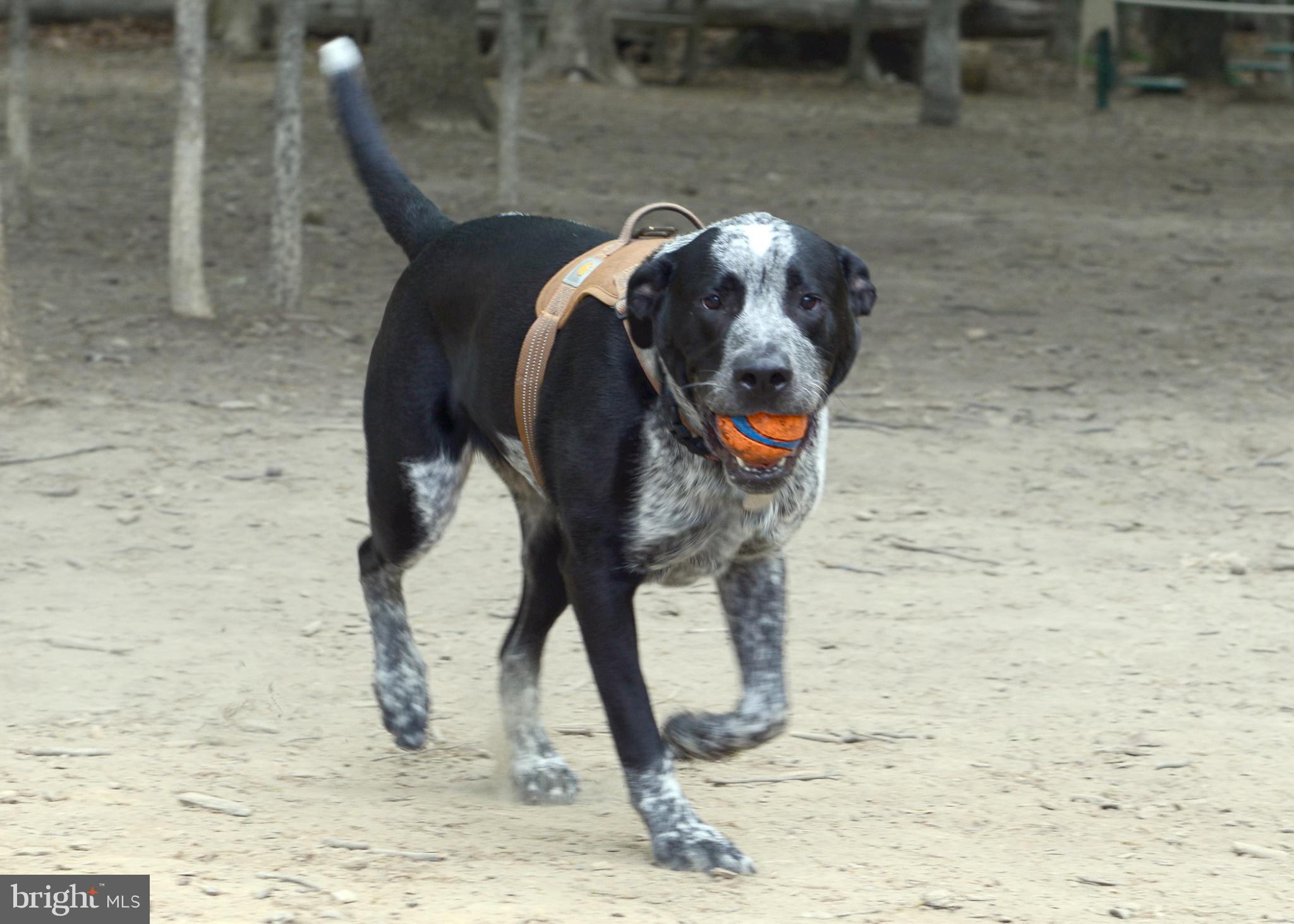 THE BROWNSTONES AT BRAMBLETON - Residential