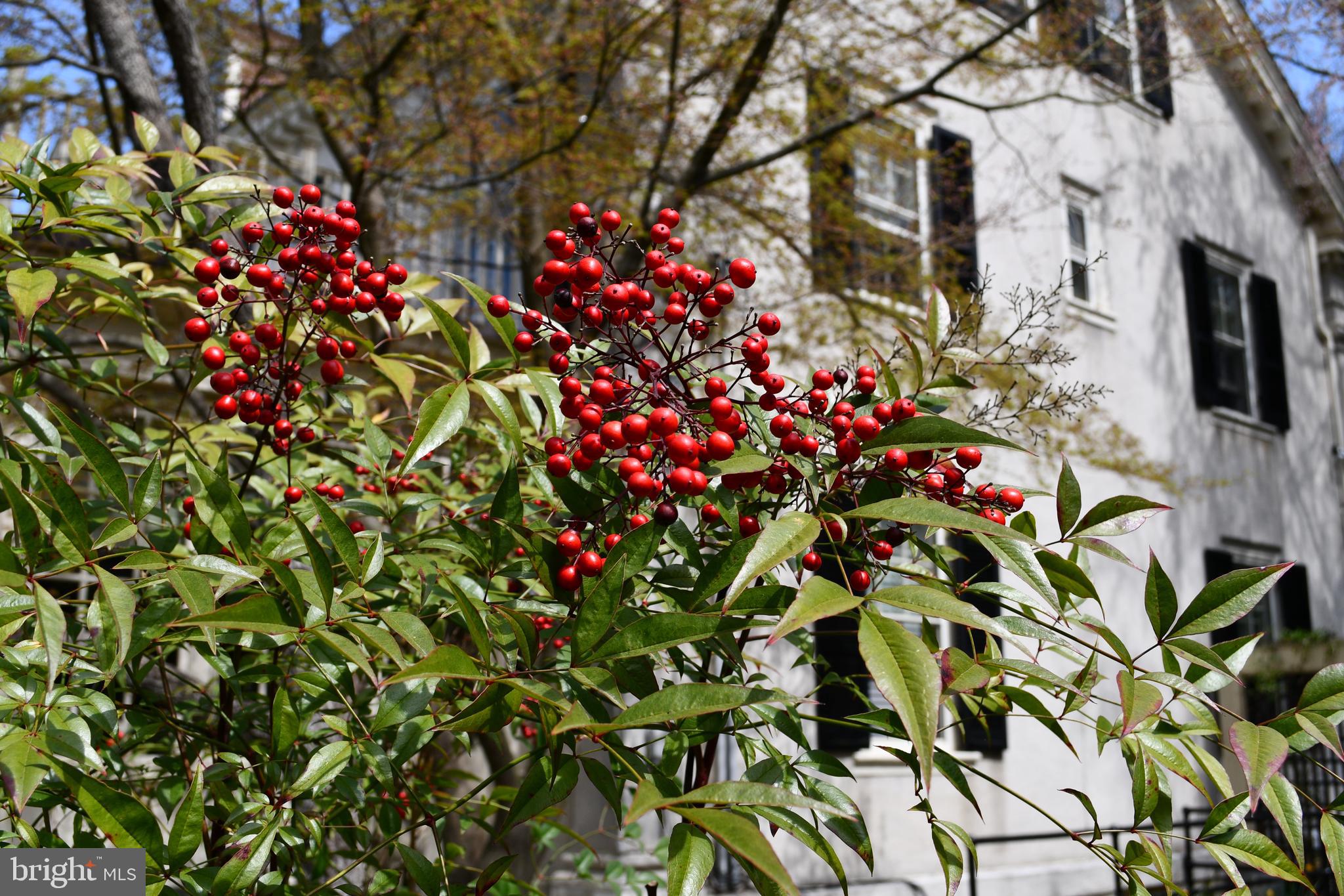 ROLAND PARK - Residential