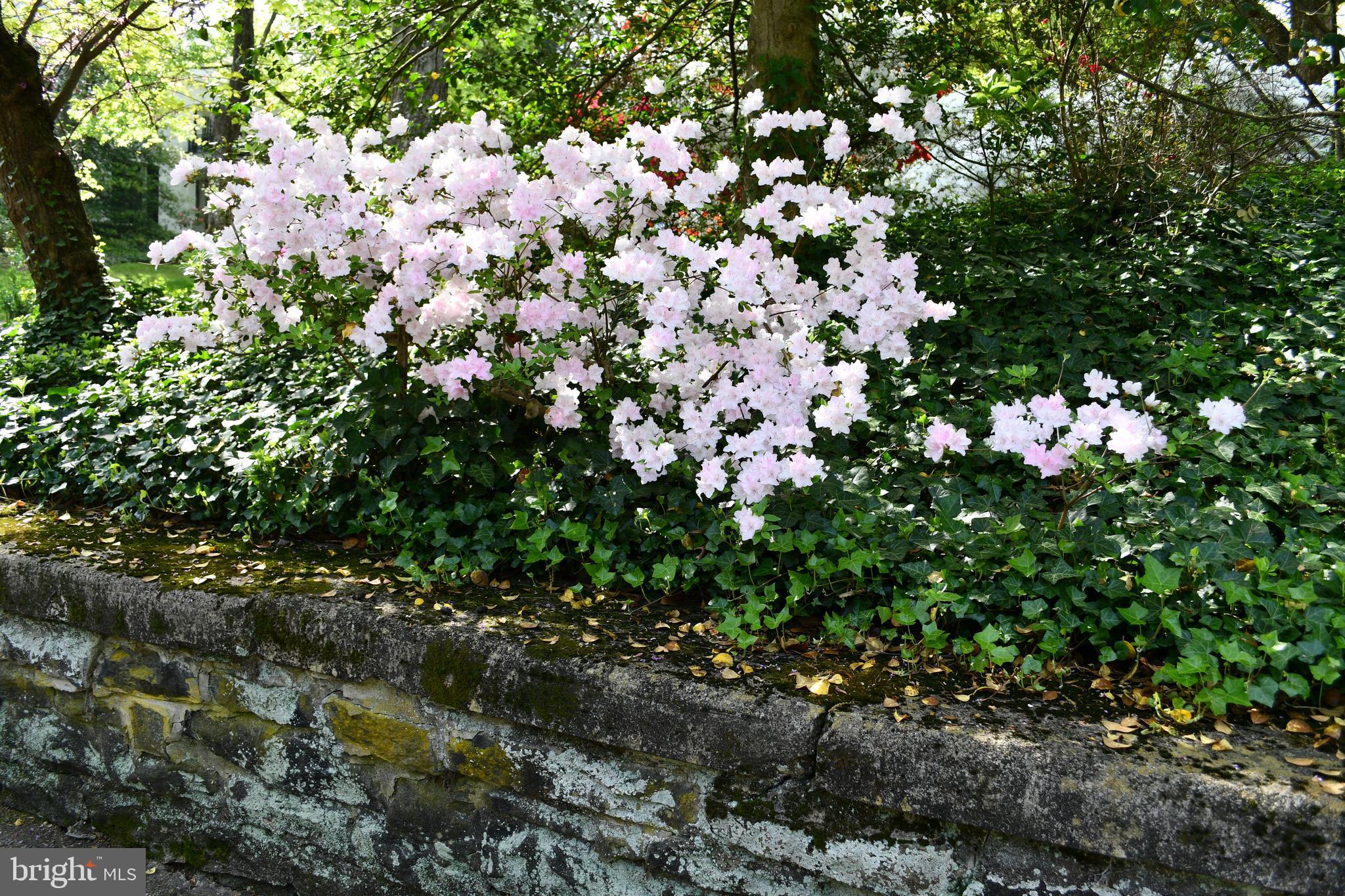 ROLAND PARK - Residential
