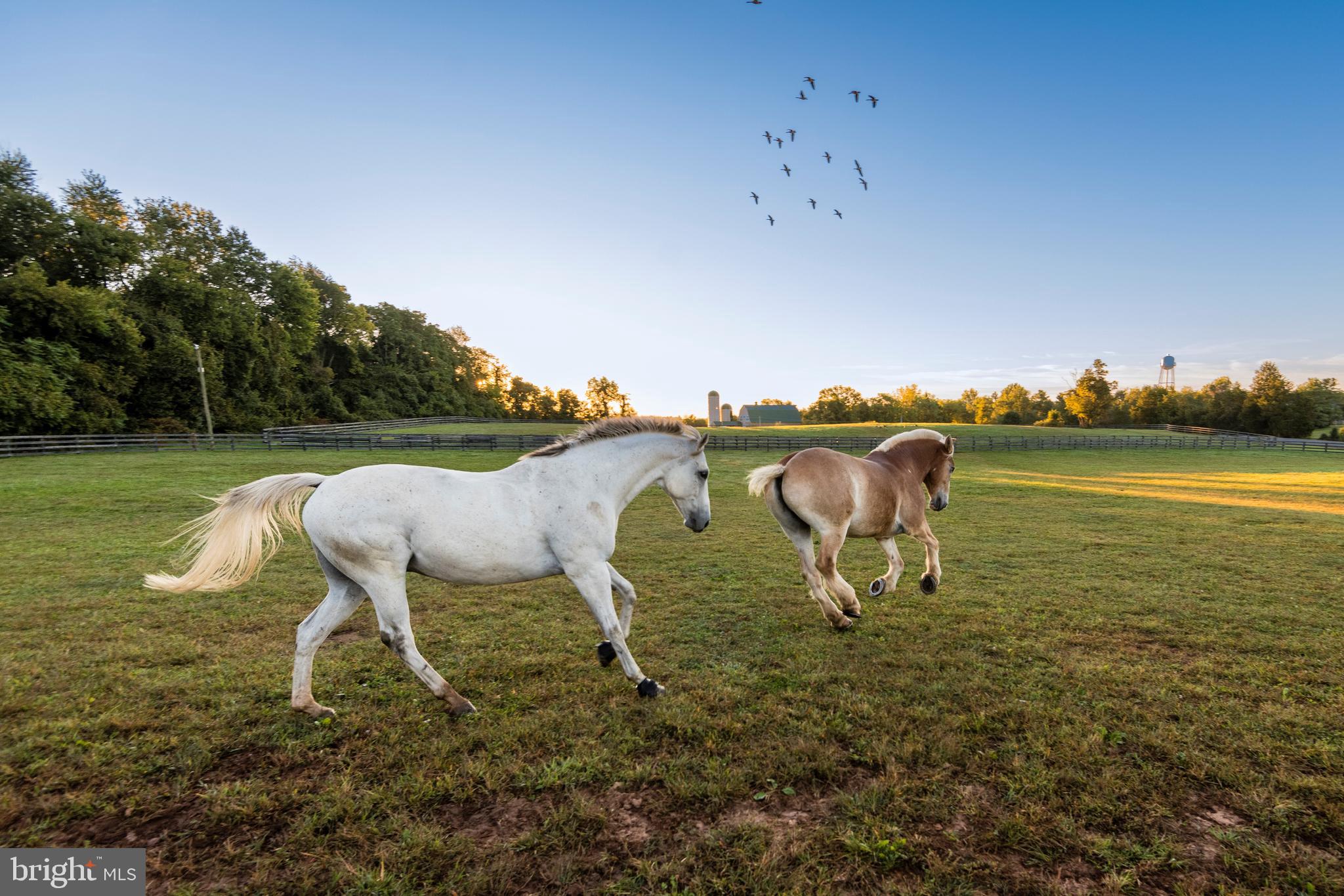 RESIDENCES AT SALAMANDER - Residential