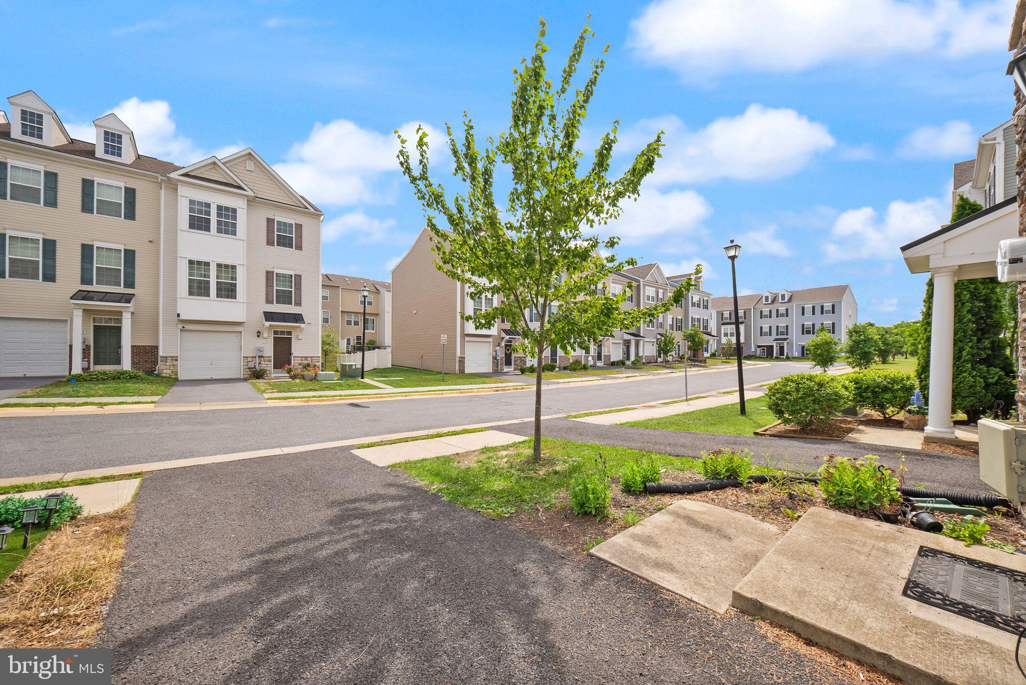 241 SCHRAMM LOOP