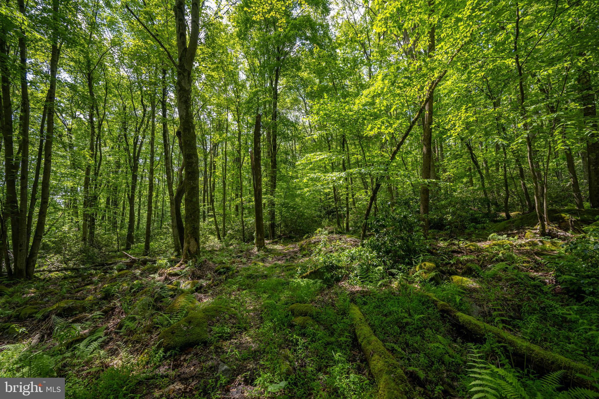 YOUGHIOUGHENY MOUNTAIN - Residential