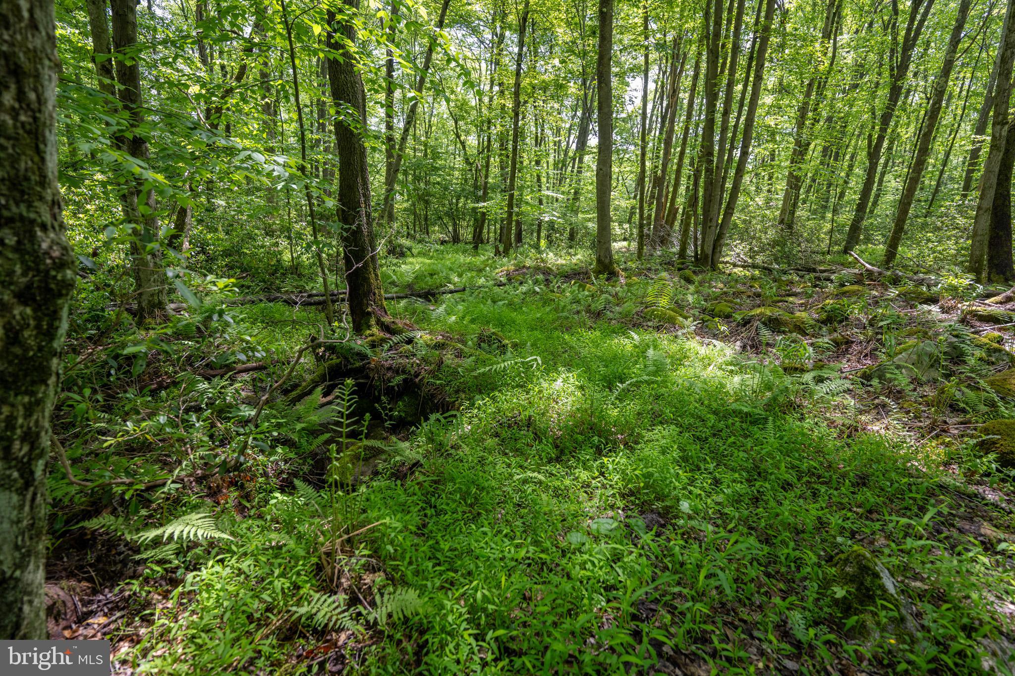 YOUGHIOUGHENY MOUNTAIN - Residential