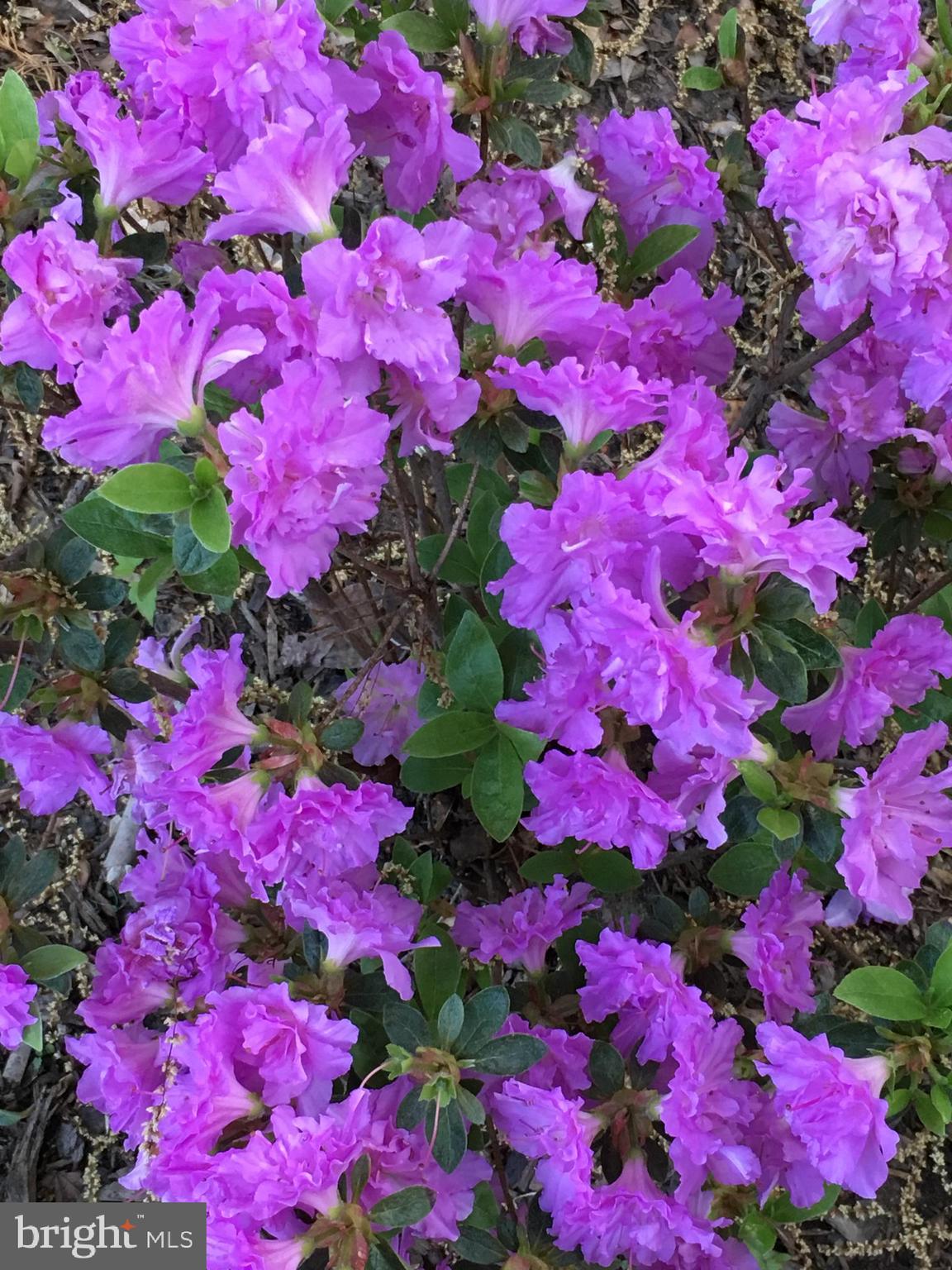 RUSTIC HILLS - Residential