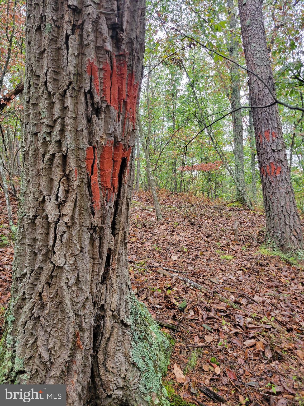 ASHTON WOODS PROPERTY OWNERS ASSOCIATION - Land