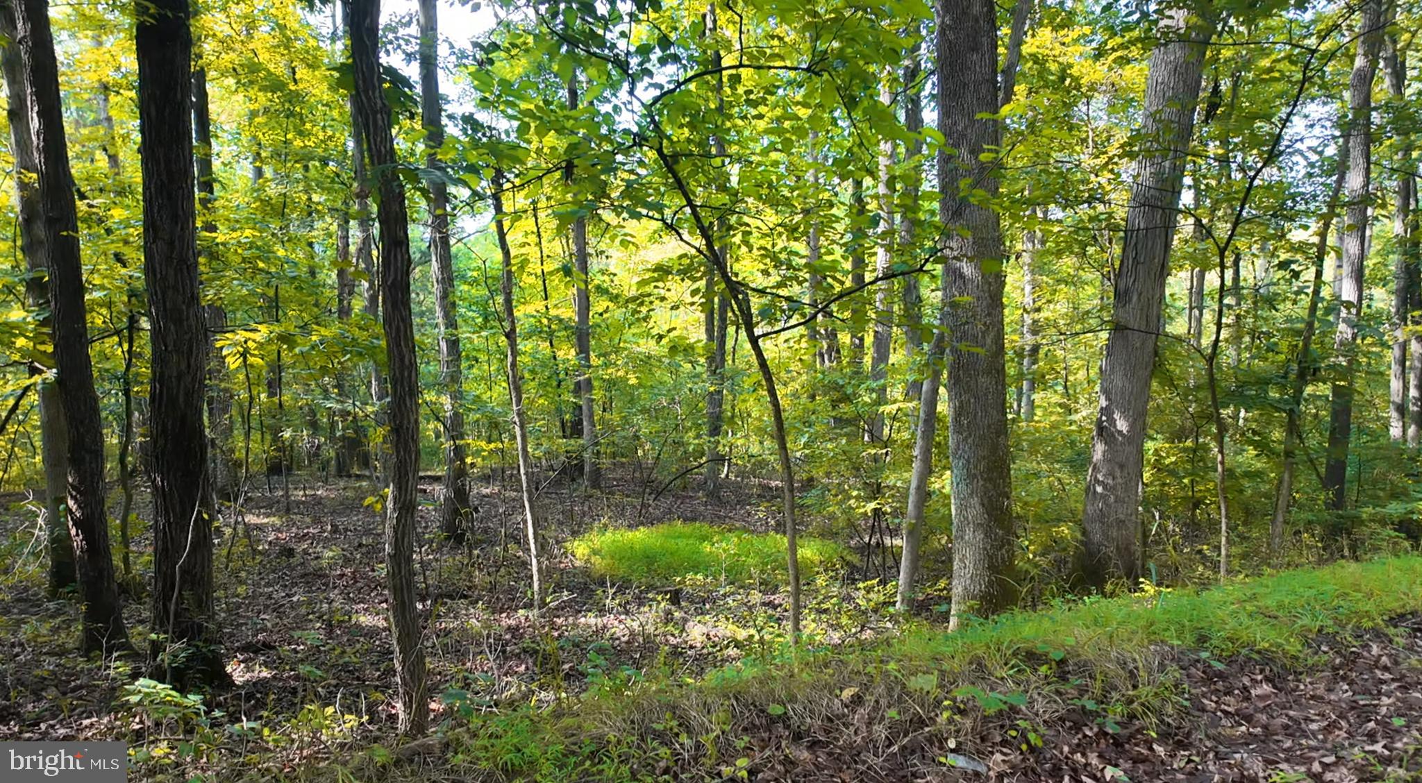 Riverfront Retreat – 3 Acres on the North River!
Don’t miss this rare opportunity to own a beautiful 3-acre wooded lot with direct frontage on the North River. Located just 45 minutes from Winchester, VA, this peaceful property offers the perfect setting for your dream home or weekend getaway. Enjoy privacy, natural beauty, and the calming sounds of nature. This property is ideal for outdoor enthusiasts, nature lovers, or anyone seeking a tranquil escape. Schedule your visit today and start planning your riverfront lifestyle!