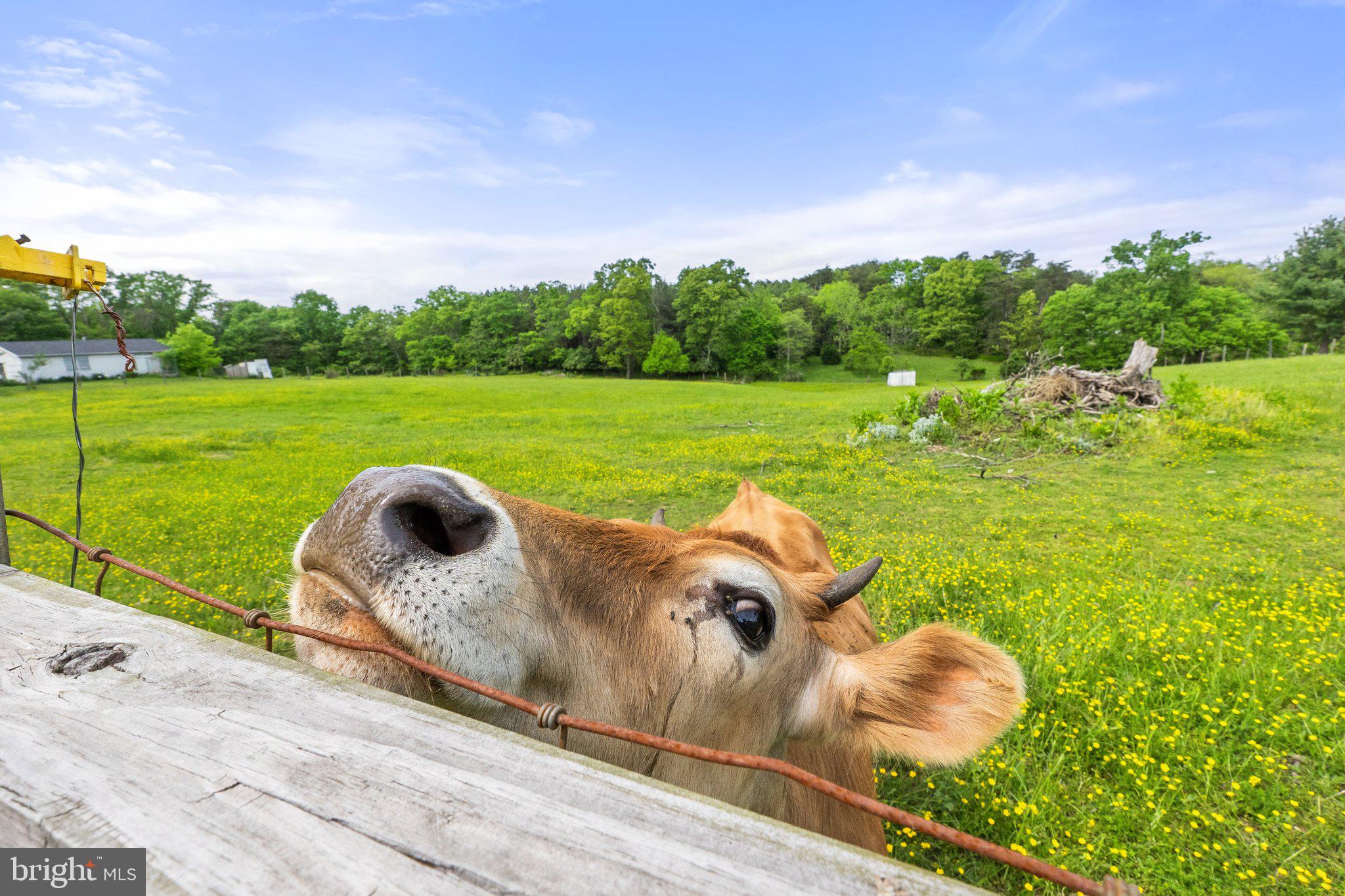 OPEQUON HEIGHTS - Residential