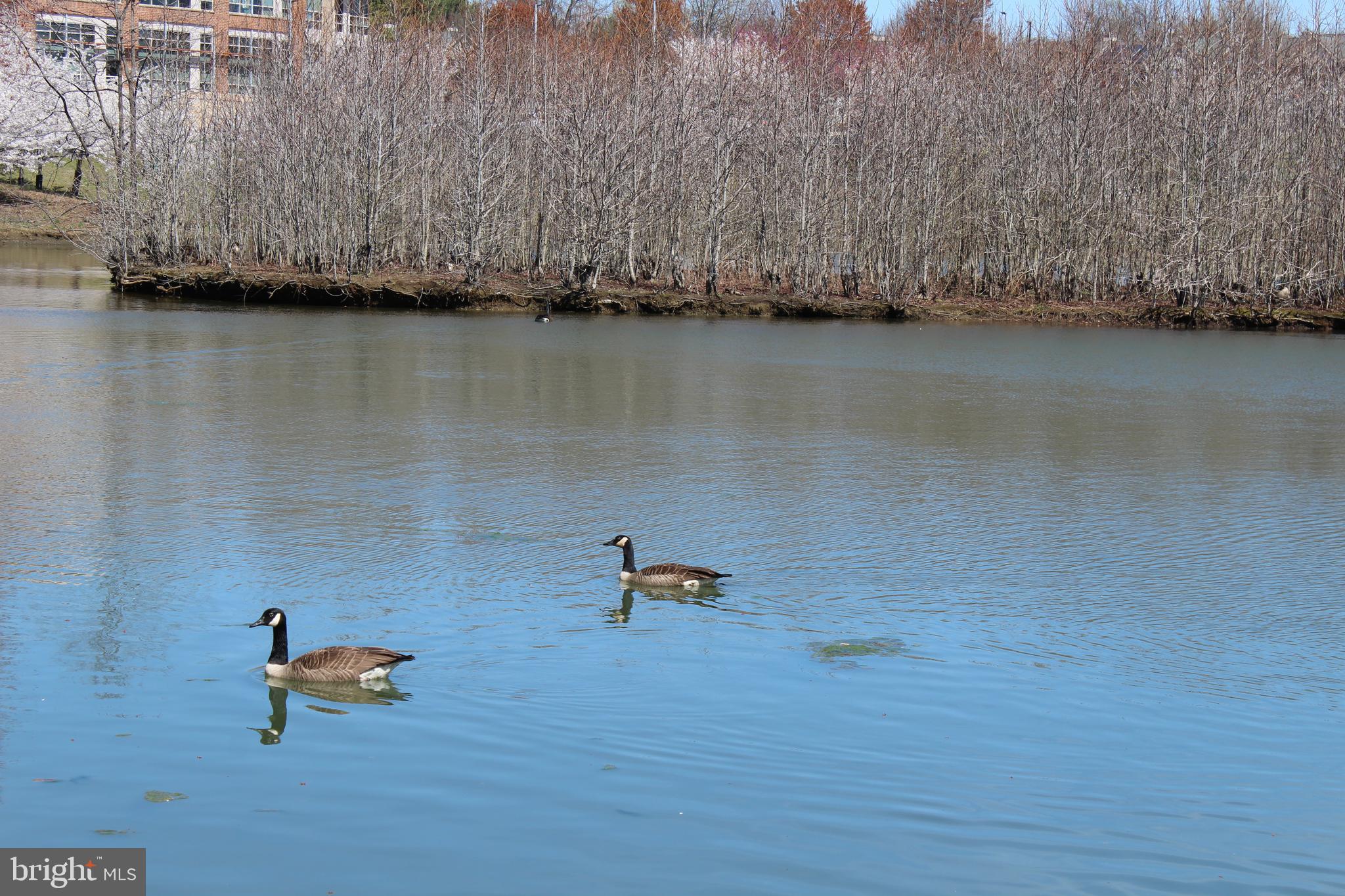 BOWIE TOWERS - Residential