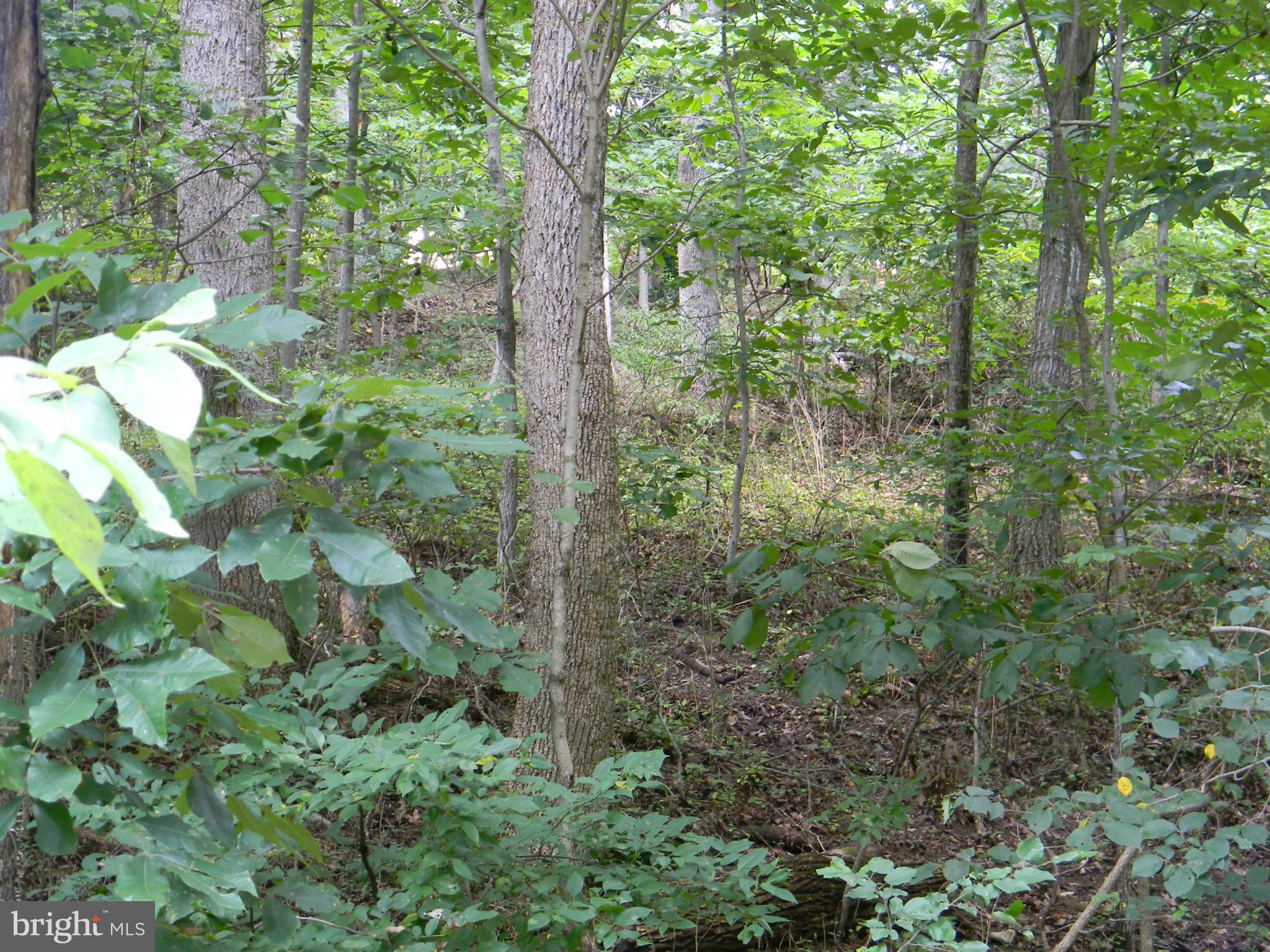 SHENANDOAH RIVER BEND - Land