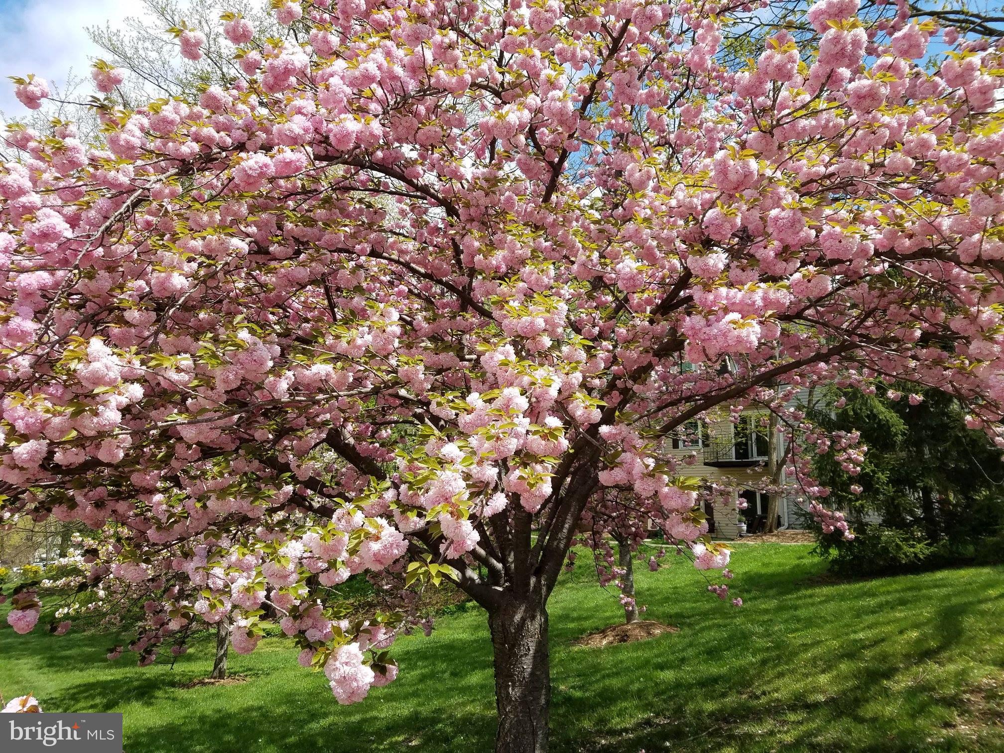 KEENE MILL WOODS - Residential