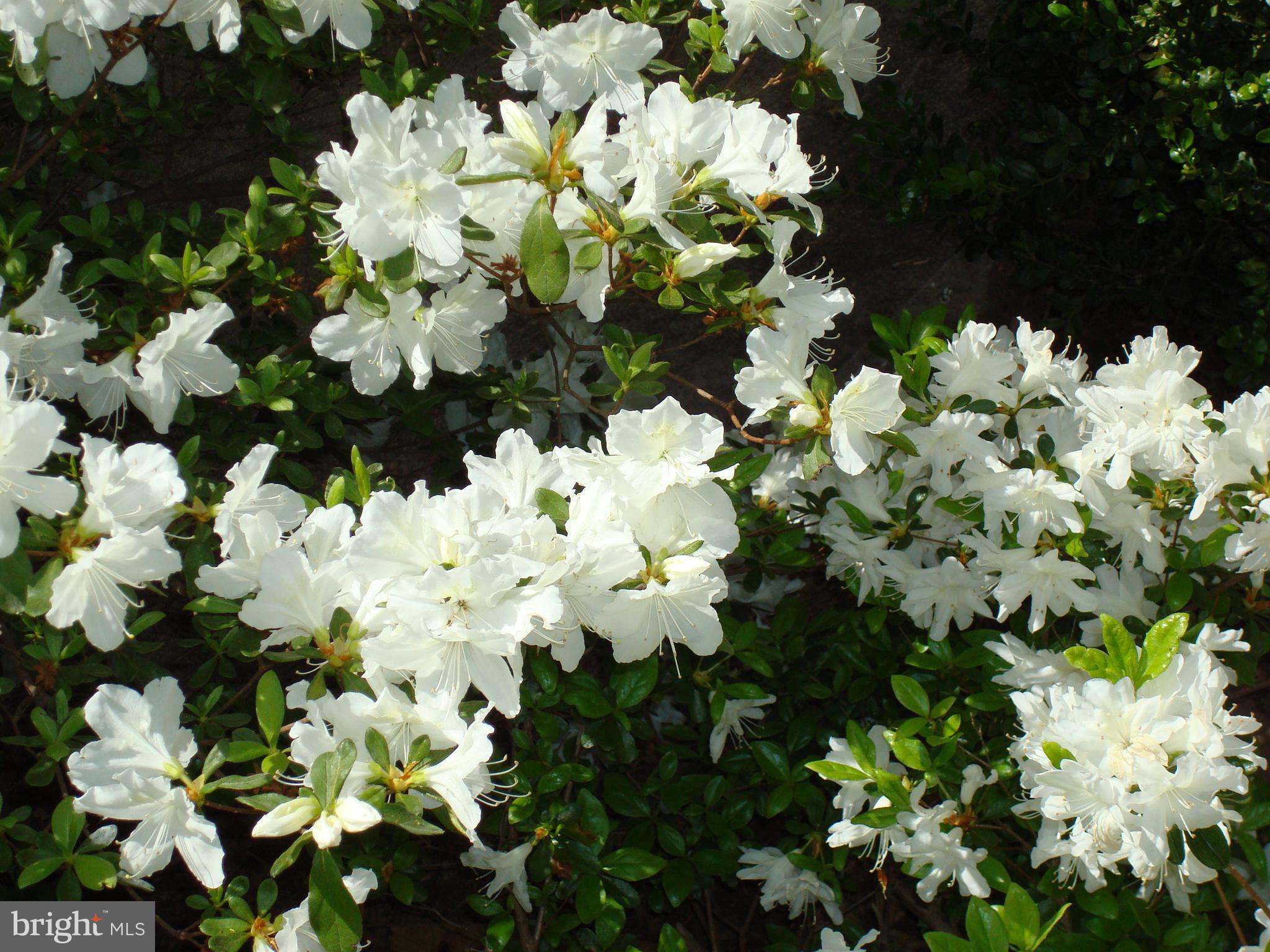 KEENE MILL WOODS - Residential