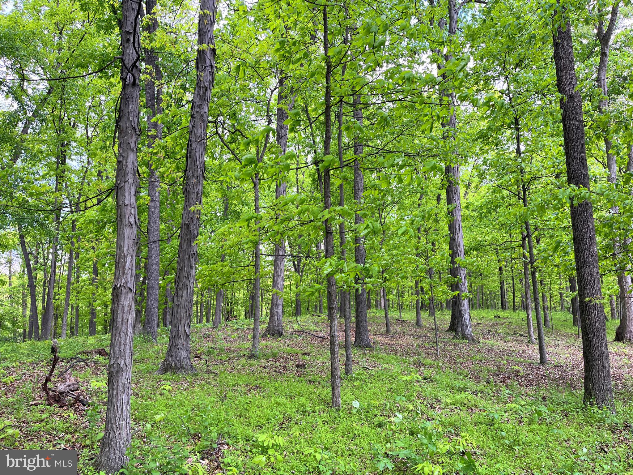 6512 BINO ROAD LOT 4