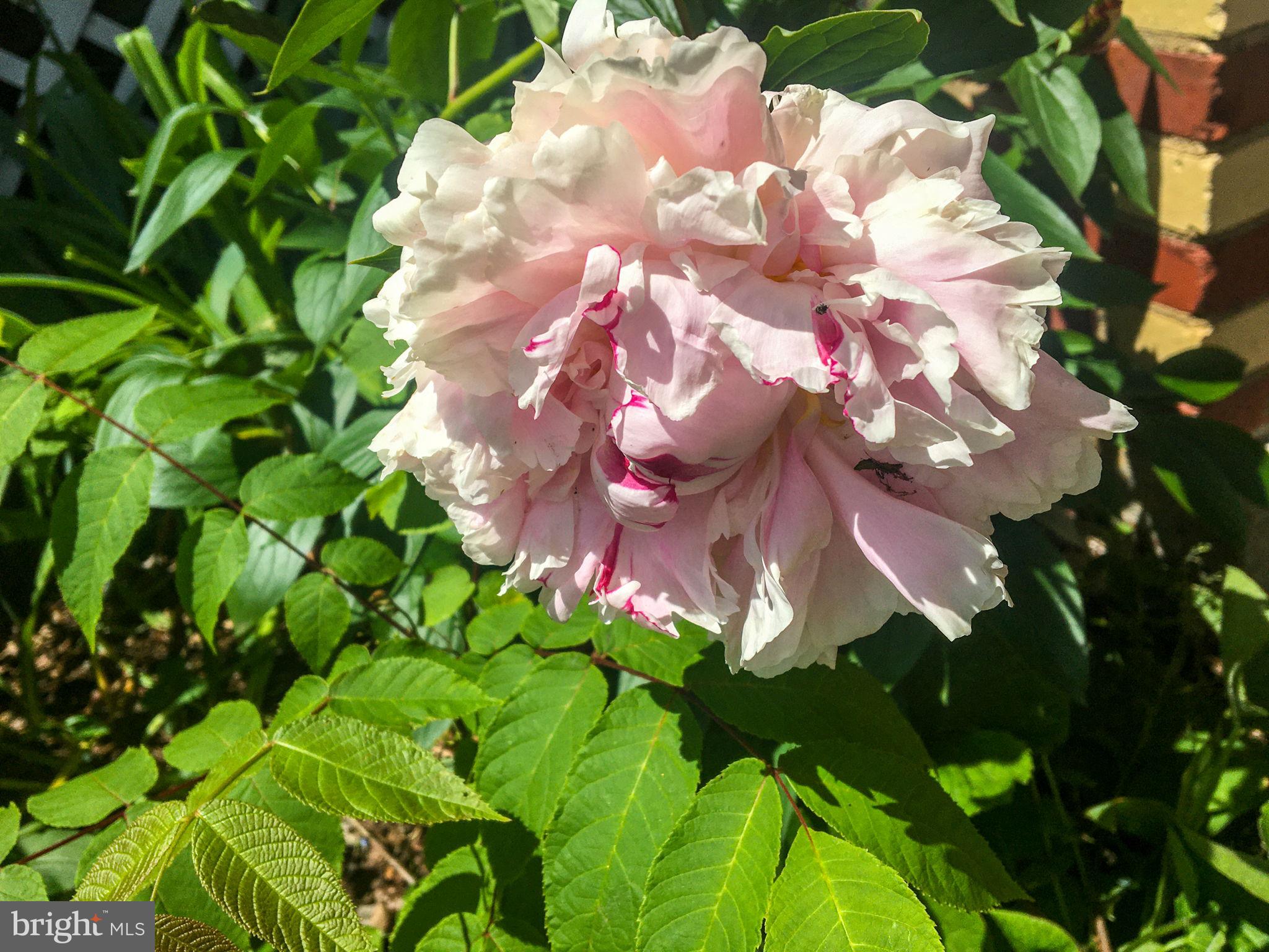 CLEARVIEW/CHATHAM HGTS - Residential