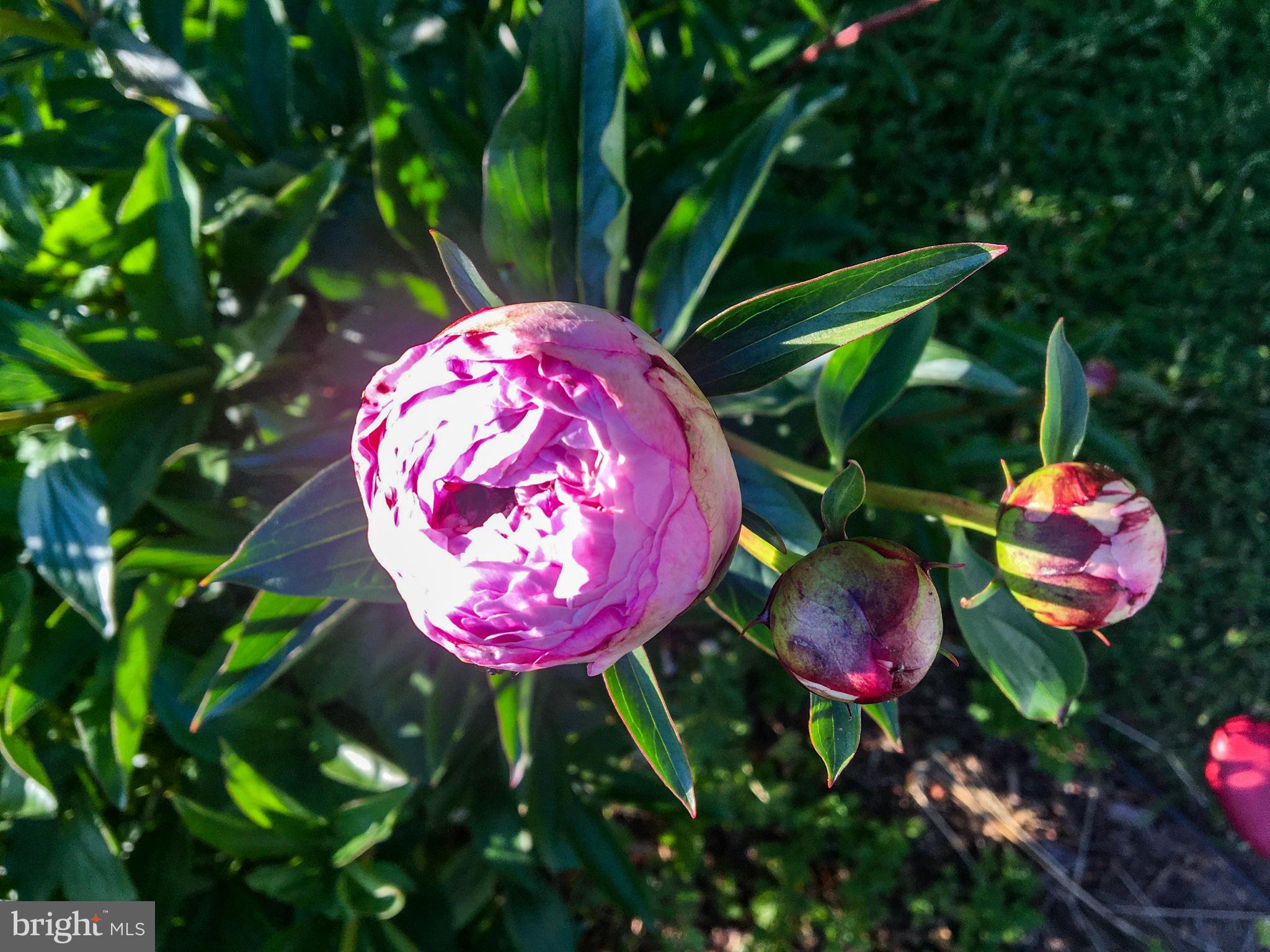 CLEARVIEW/CHATHAM HGTS - Residential