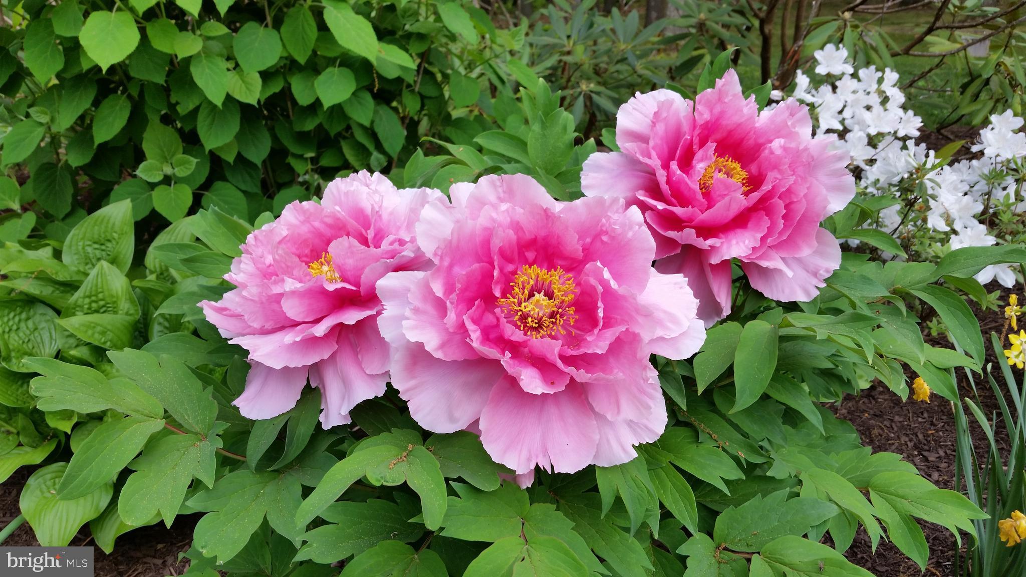 RUXTON/RIDERWOOD - Residential