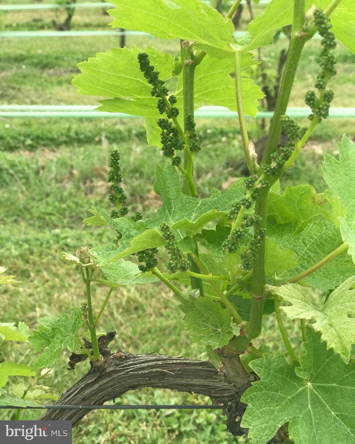 NONE AVAILABLE - Commercial Sale