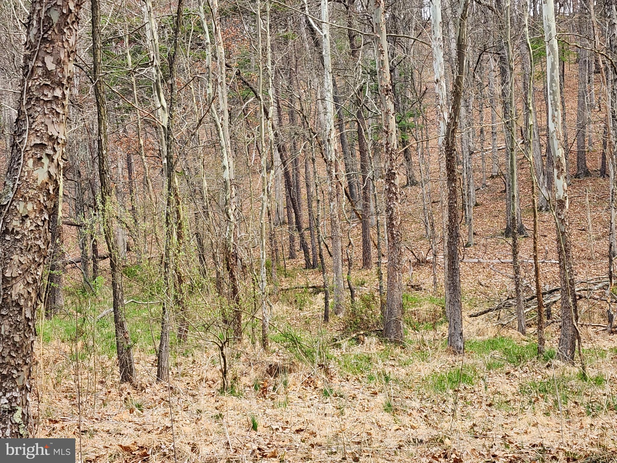 QUIVEY'S GROVE - Land