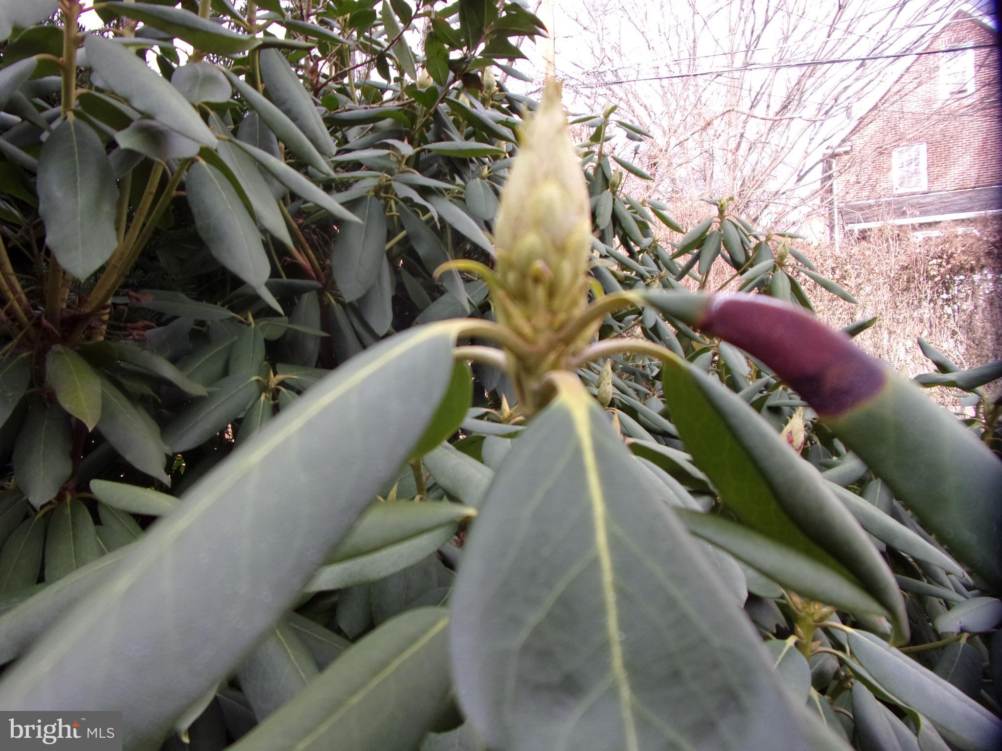 RODGERS FORGE - Residential