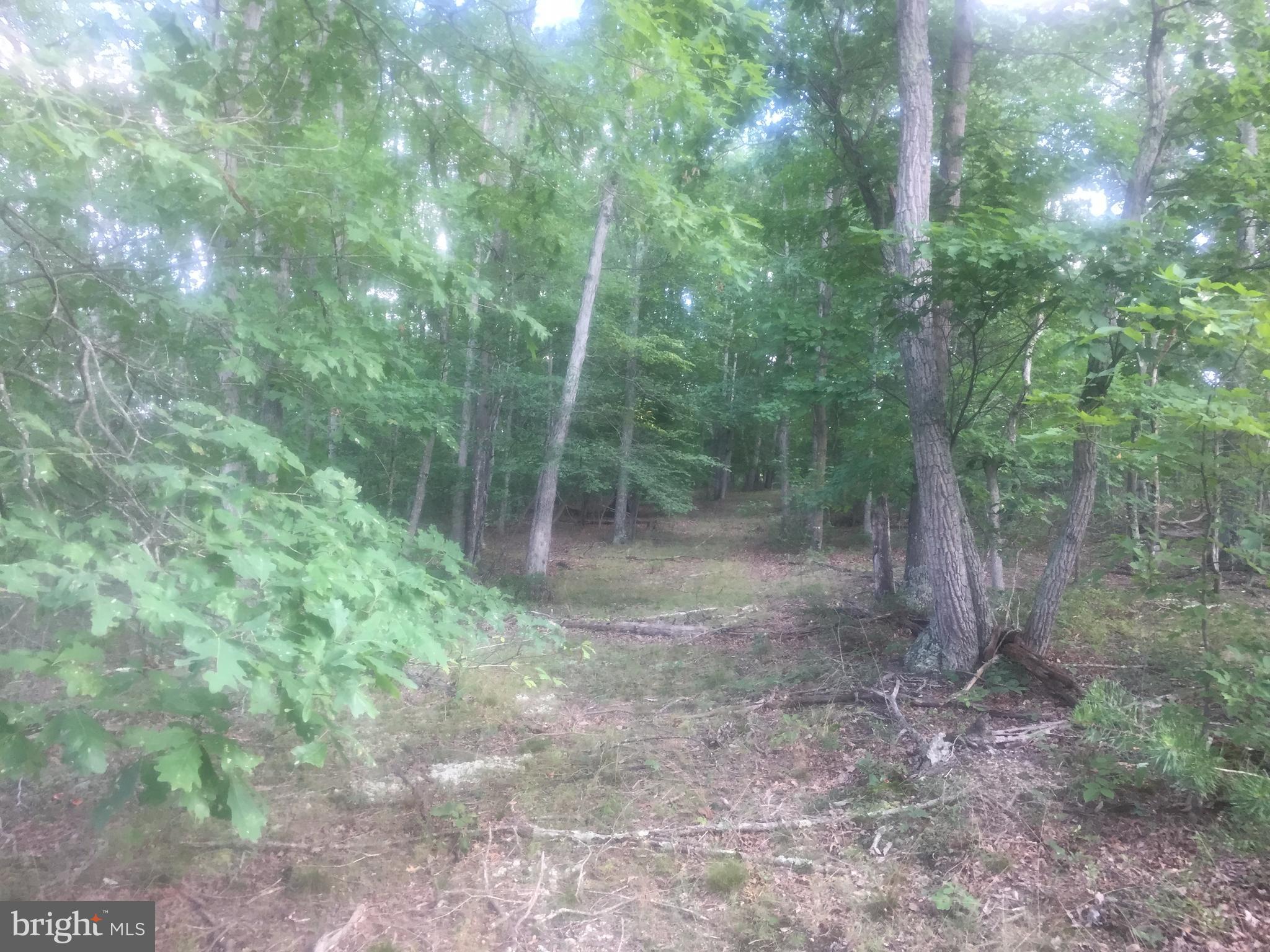 ASHTON FOREST - Land