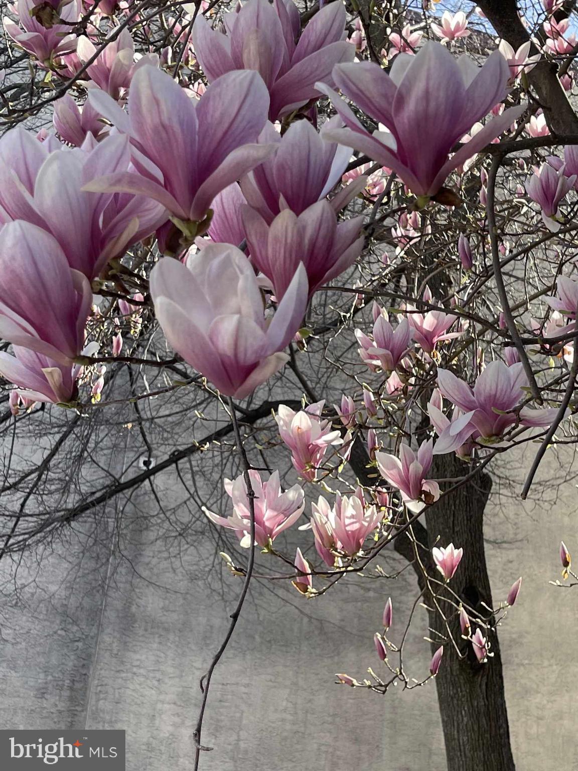 QUEEN VILLAGE - Residential