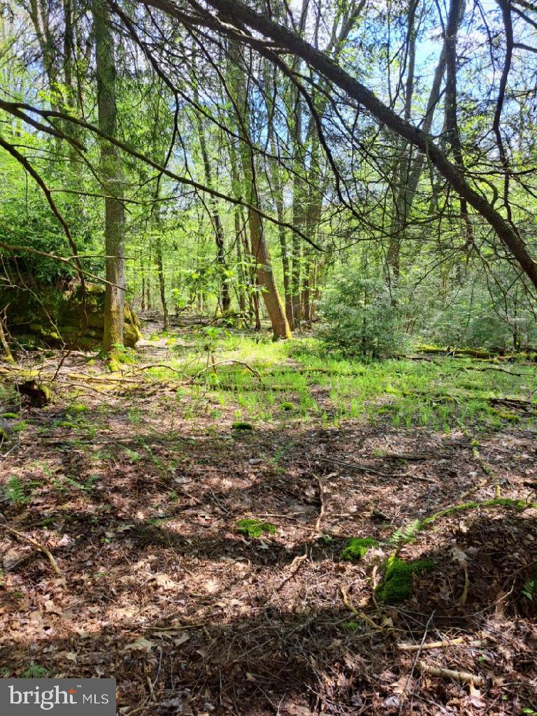 BLACK BEAR FOREST - Land