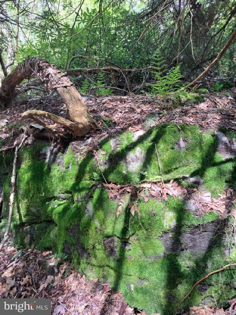 BLACK BEAR FOREST - Land